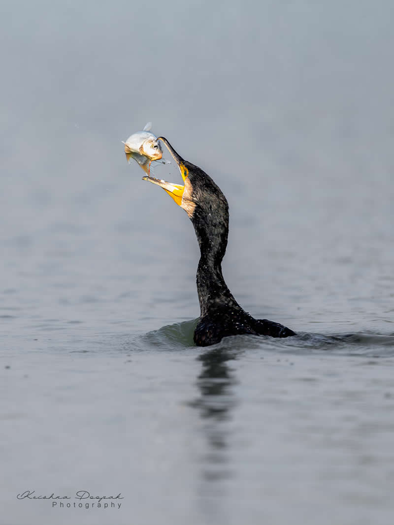 Artistic Bird Photography by Krishna Deepak
