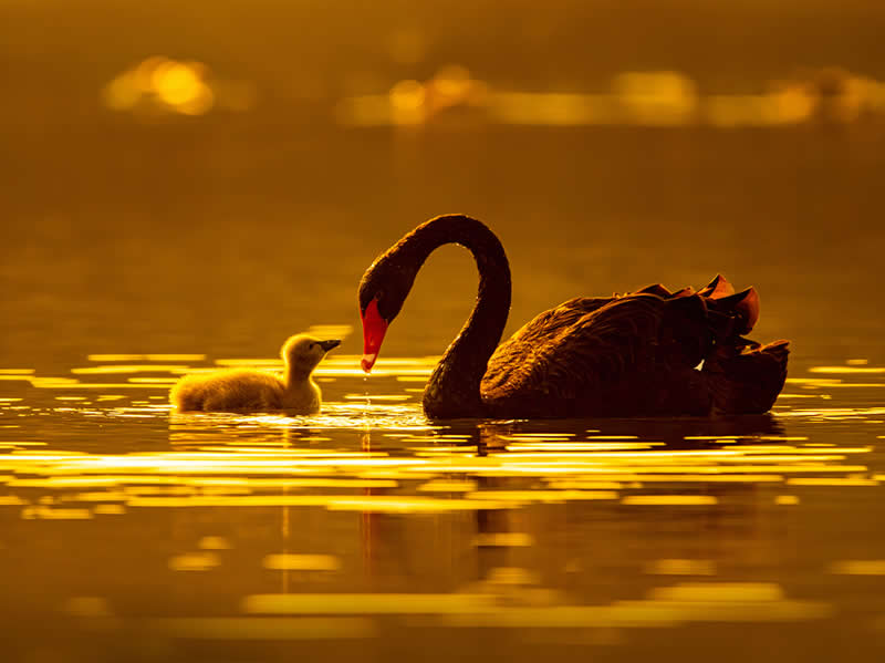 Artistic Bird Photography by Krishna Deepak