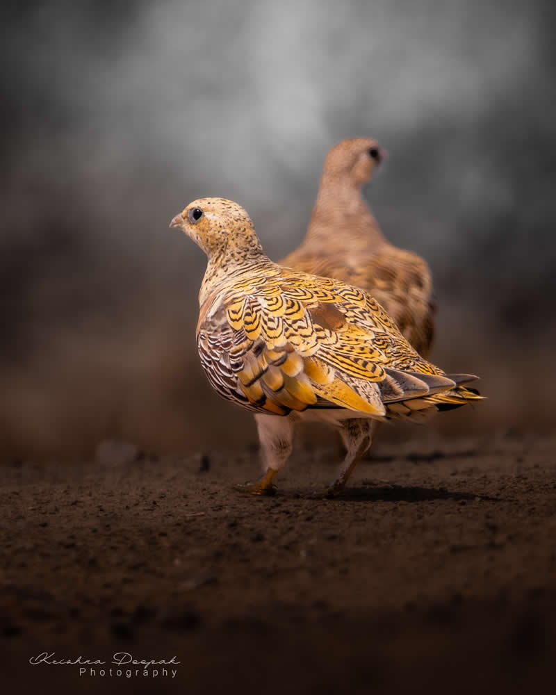 Artistic Bird Photography by Krishna Deepak
