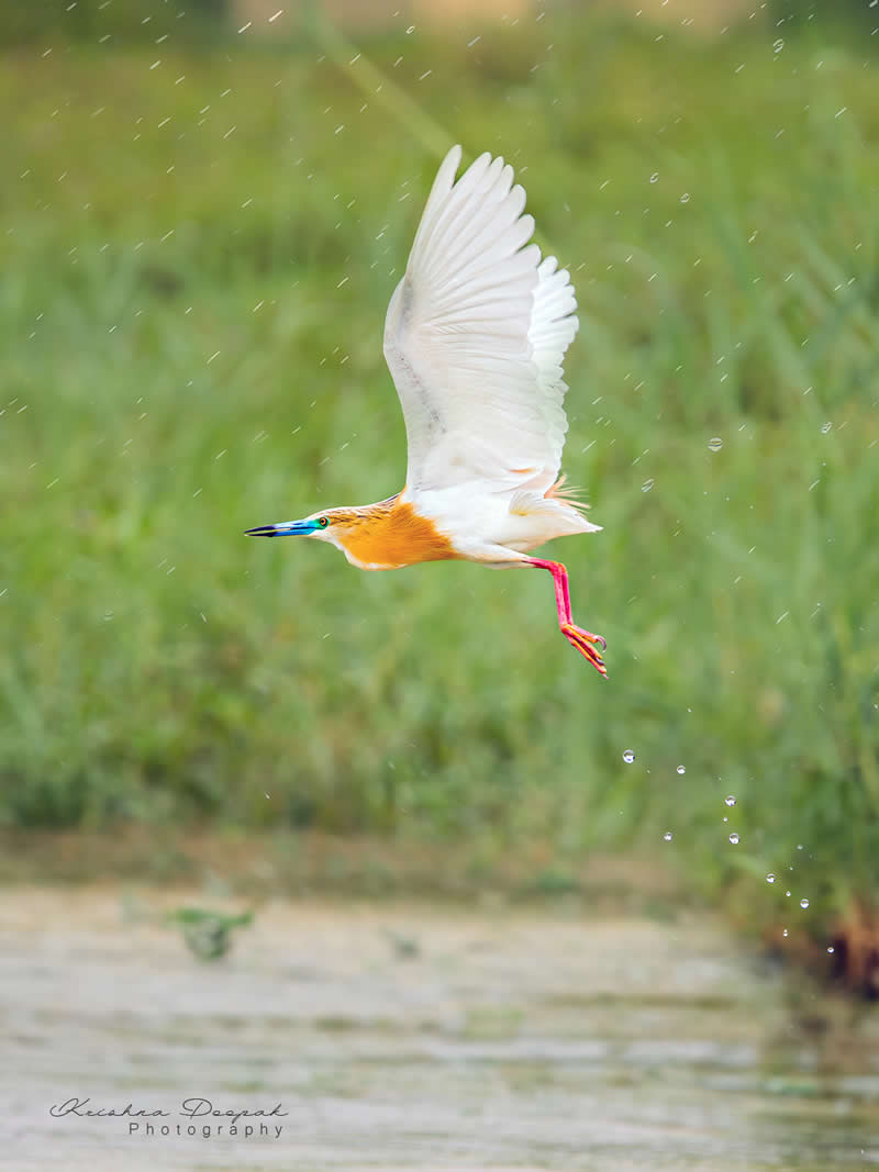 Artistic Bird Photography by Krishna Deepak