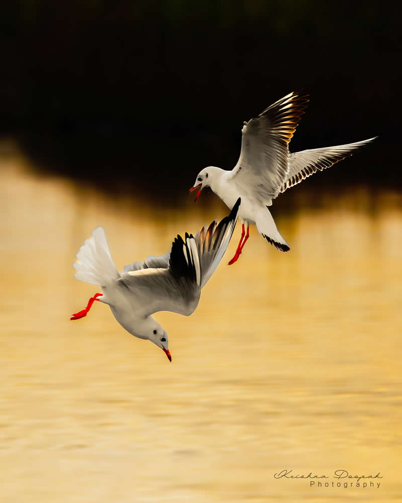 Artistic Bird Photography by Krishna Deepak