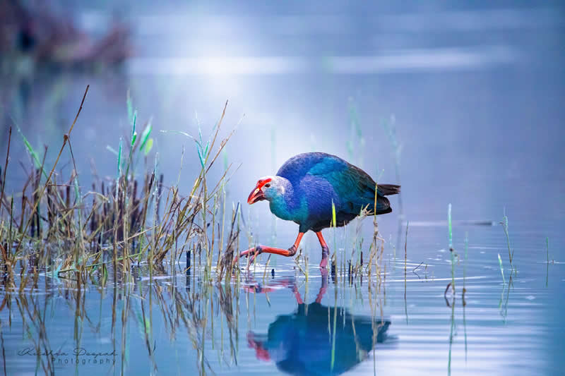 Artistic Bird Photography by Krishna Deepak