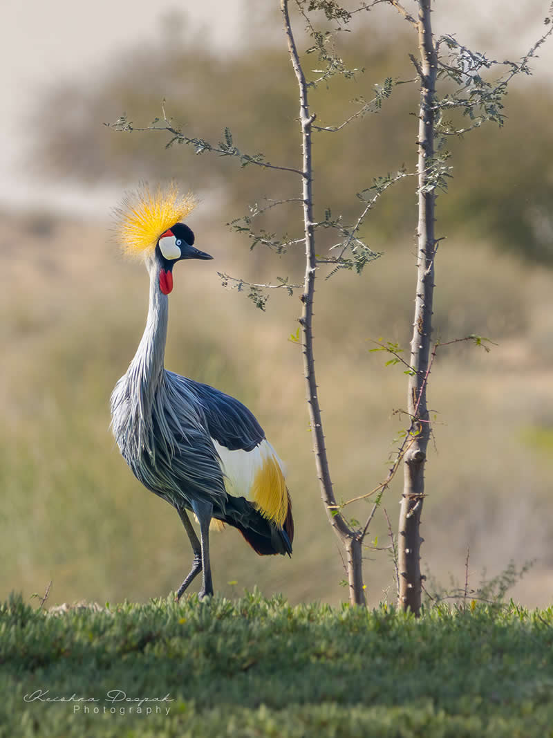 Artistic Bird Photography by Krishna Deepak