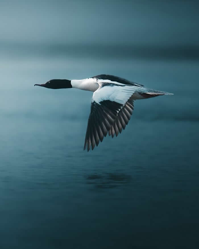 A black-and-white waterbird flying low above calm blue water with wings spread wide, captured in a moody and minimalist wildlife photography composition.