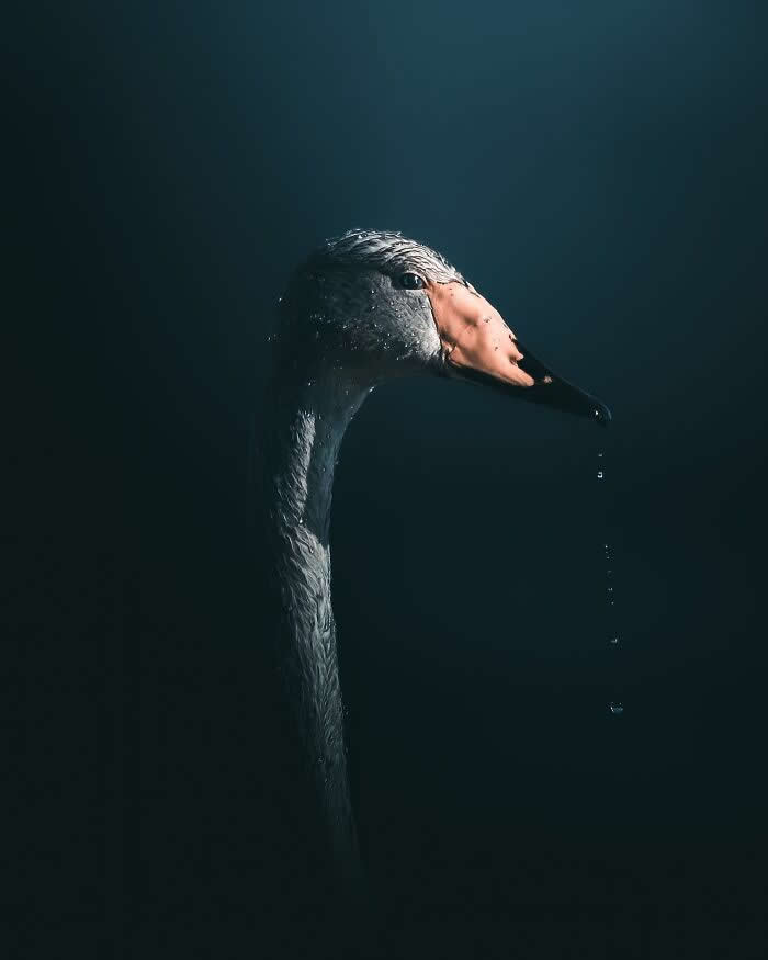 A dramatic close-up portrait of a swan emerging from darkness, with water droplets falling from its orange beak in moody cinematic lighting.