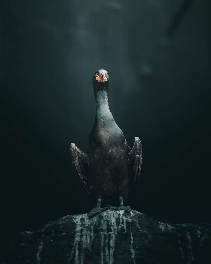 A dark seabird standing on a wet rock with wings slightly open, illuminated by moody light against a deep shadowy background in a cinematic wildlife photography style.