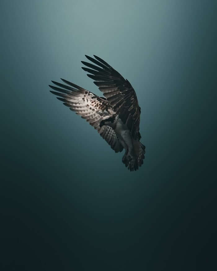 A bird of prey soaring upward with wings fully spread against a dark blue atmospheric background, captured in a dramatic and minimalist wildlife photography style.