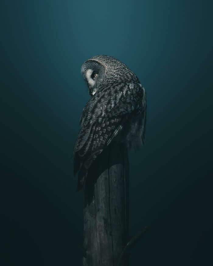 A moody portrait of an owl perched on a wooden post, looking downward against a deep blue shadowy background in a cinematic wildlife photography style.