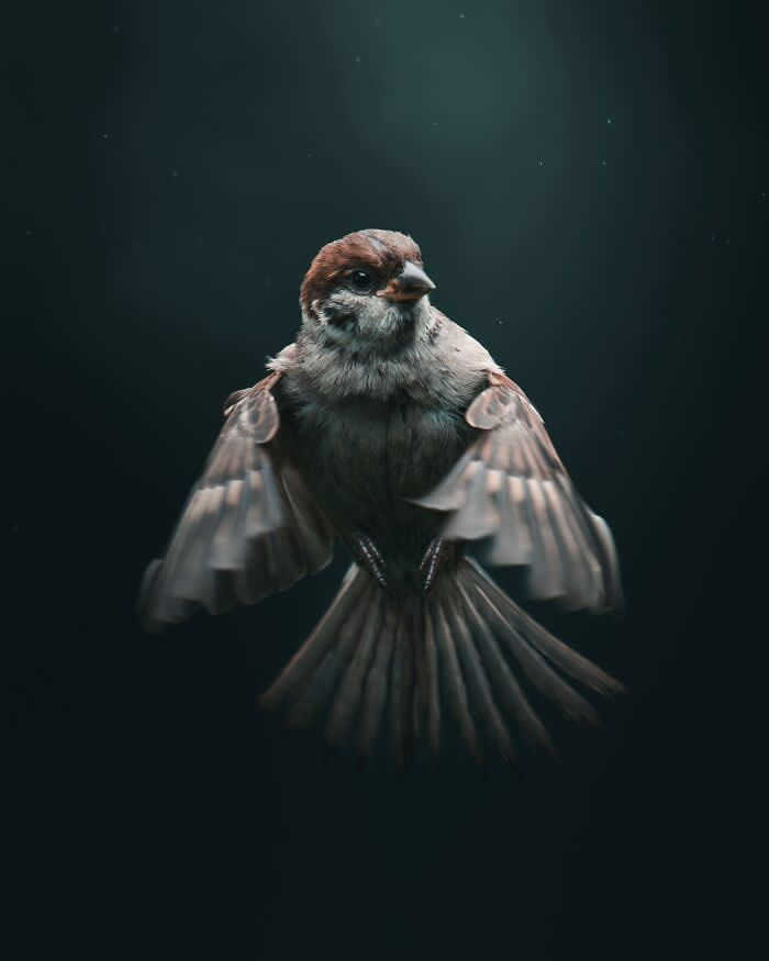 A small sparrow hovering midair with wings spread wide against a dark moody background, captured in dramatic lighting and cinematic wildlife photography style.