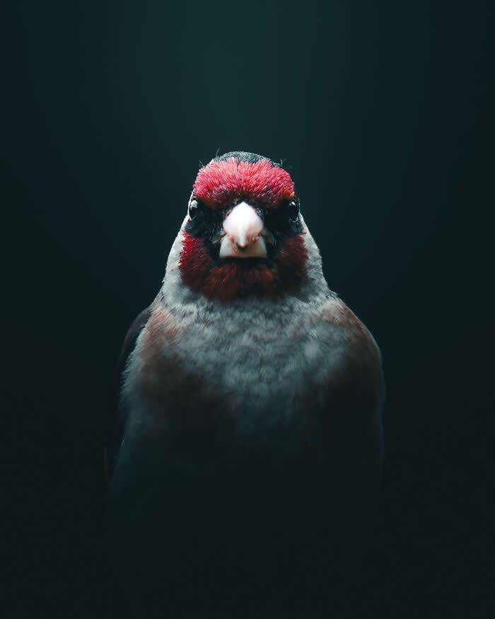 A close-up portrait of a small bird with vivid red facial feathers against a dark moody background, captured in dramatic and cinematic wildlife photography lighting.