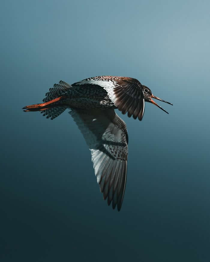 A long-legged shorebird flying gracefully with wings spread wide against a soft blue background, captured in dramatic light and cinematic wildlife photography style.