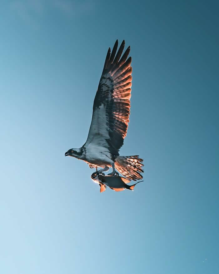 An osprey soaring through a clear blue sky while carrying a fish in its talons, with sunlight glowing through its outstretched wings in a dramatic wildlife photography scene.