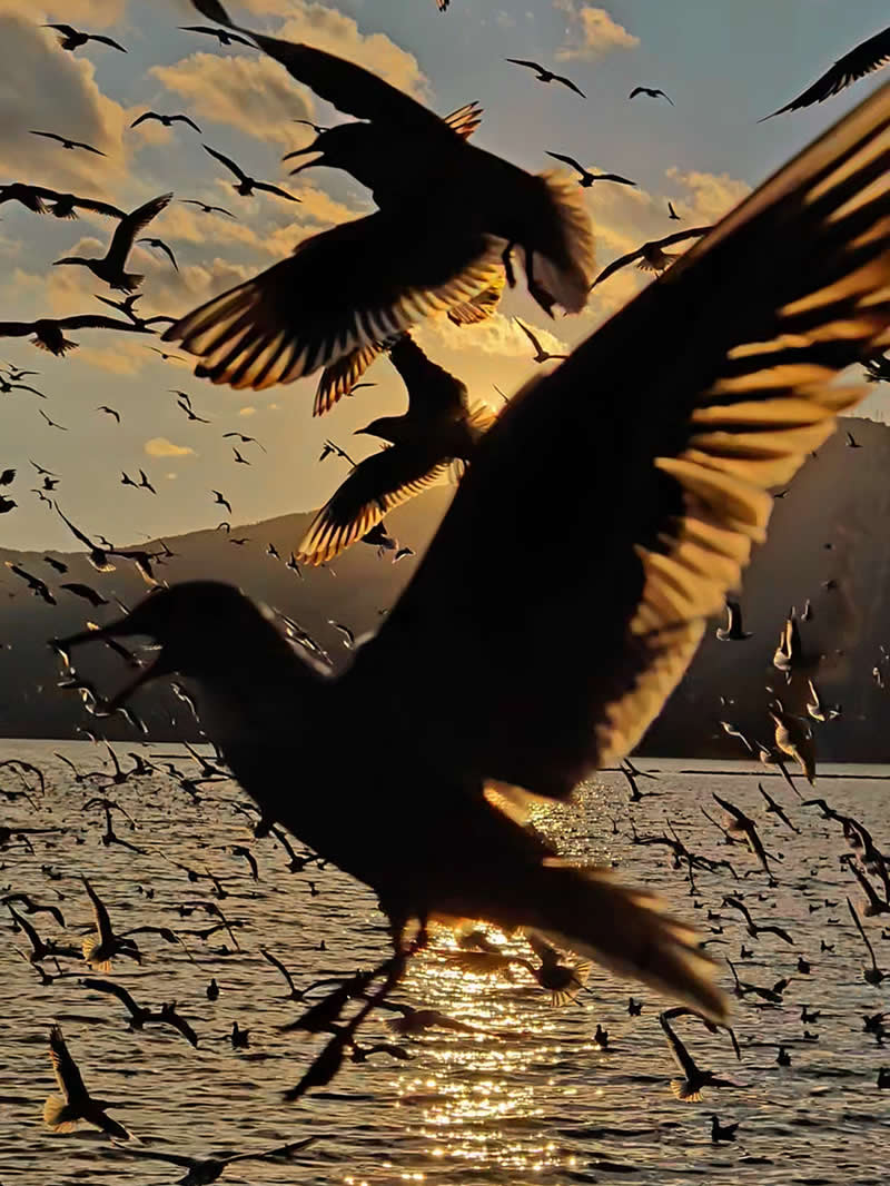 Shot on Phones: 33 Amazing Silhouette Photos That Redefine Mobile Photography 59 Flight Before Dusk by Ma Shuolong - Mobile Photography Awards Silhouettes Winners