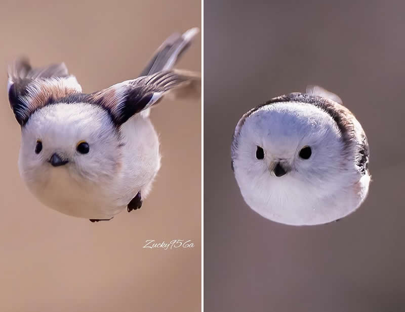 The long-tailed tit is one of Britain’s most instantly recognisable birds. On freezing nights, several birds will often huddle together for warmth.