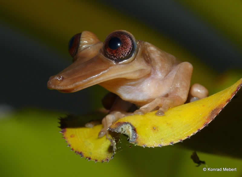 The duckbill treefrog.
