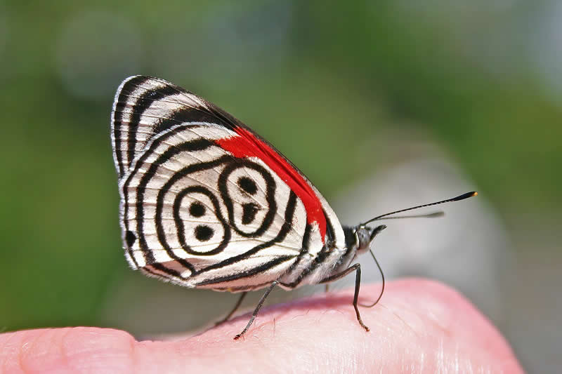 Diaethria neglecta has the number 88, or sometimes 89, on its wings. Extraordinary!
