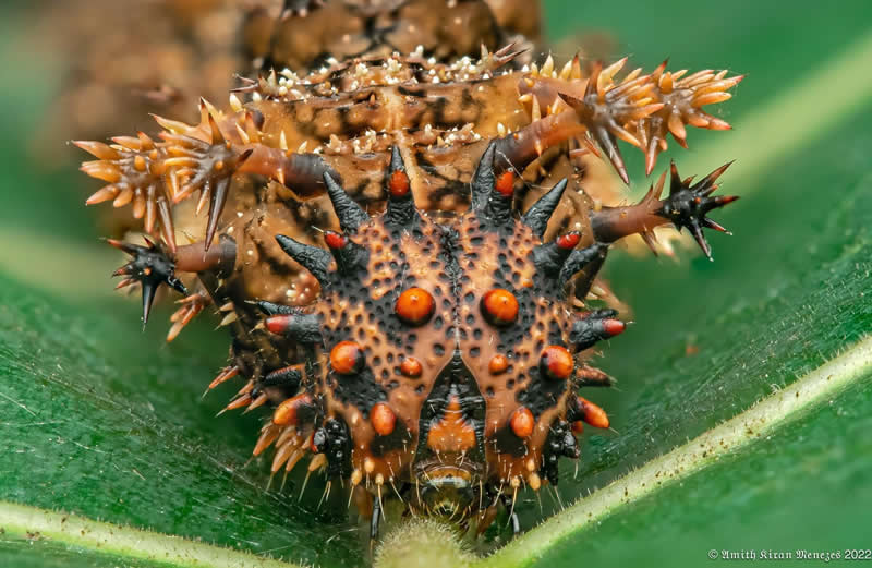 The impressive caterpillar of the commander butterfly. They build barriers made from their droppings, which contain toxins that deter ants and other predatory insects. 