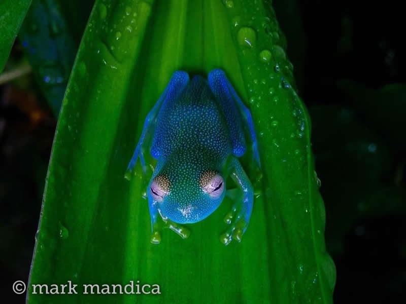 The gorgeous granular glass frog has blue & green polka dots & pink eyes!