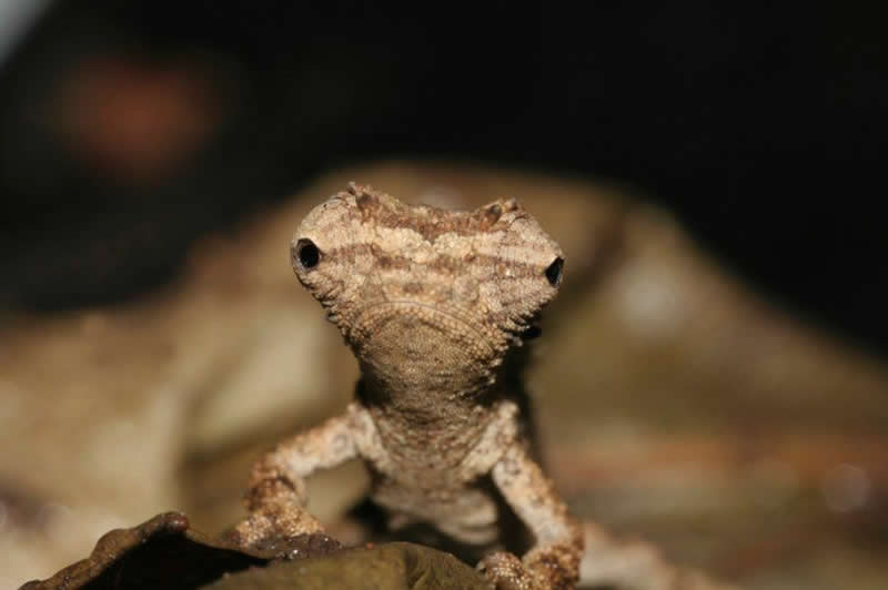 Brookesia desperata is a critically endangered chameleon found on just one small island in Madagascar. Scientists named the species 'desperata' to bring attention to the lizard's fragile habitat.