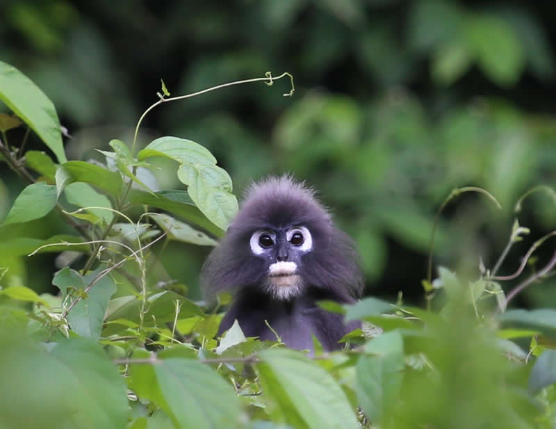 A spectacled leaf monkey peeping out of the leaves.