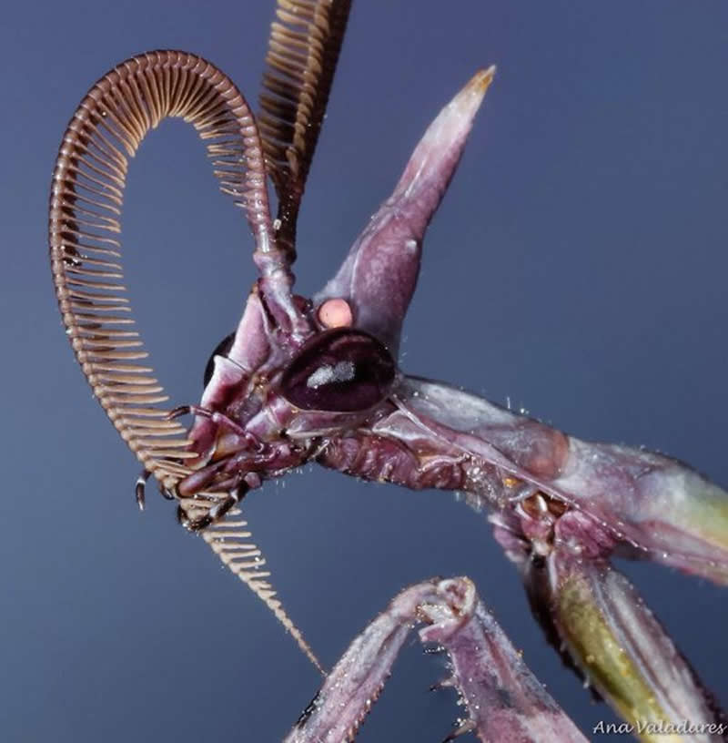 The conehead flower mantis.