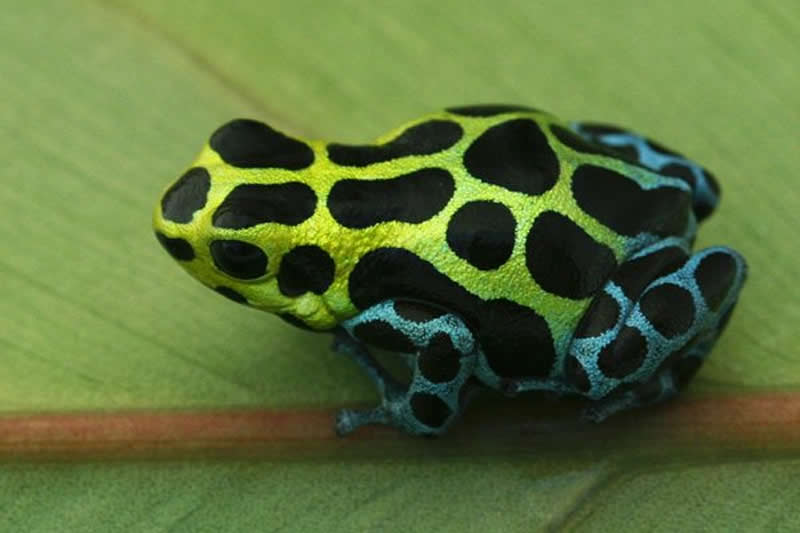 Zimmermann's poison dart frog