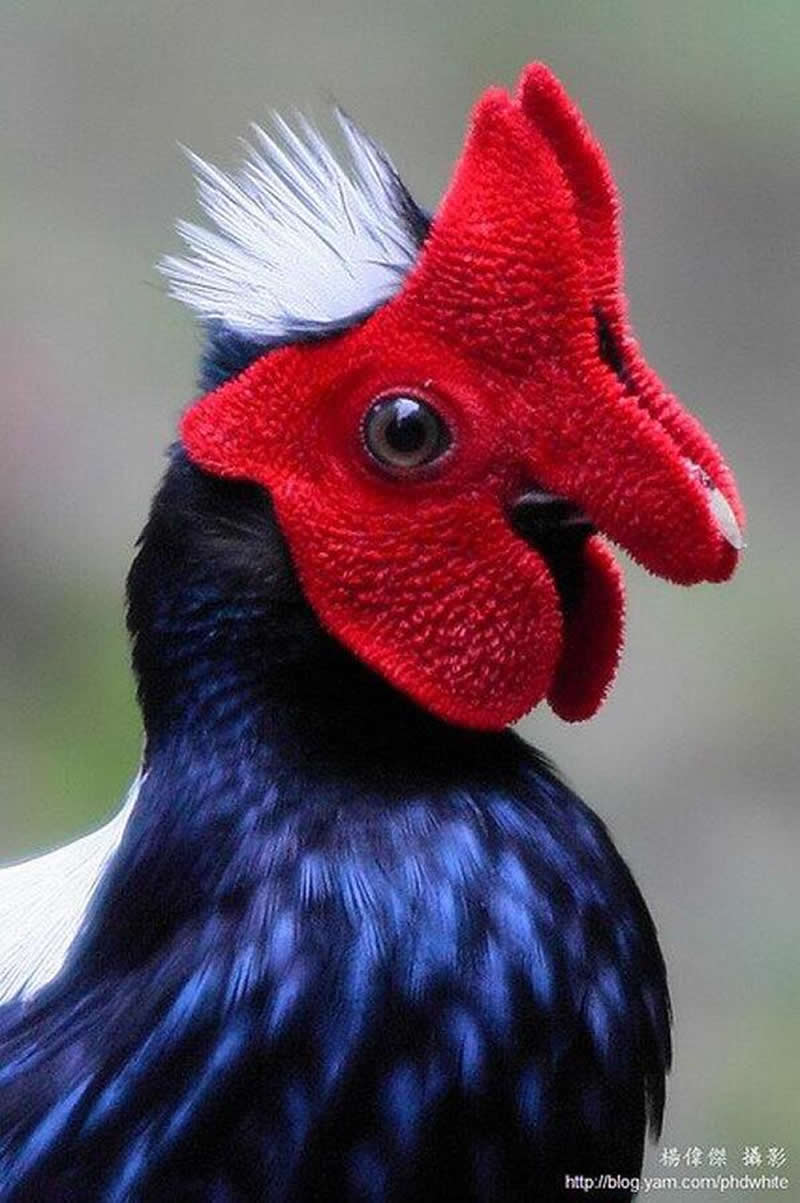 A close-up shot of Swinhoe's pheasant.