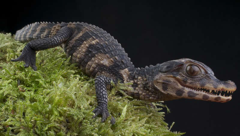 A newborn Cuvier's dwarf caiman. They are the smallest species of crocodilian, growing to 1.4 metres long.