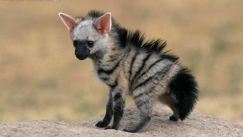 Baby aardwolfs are so cute!