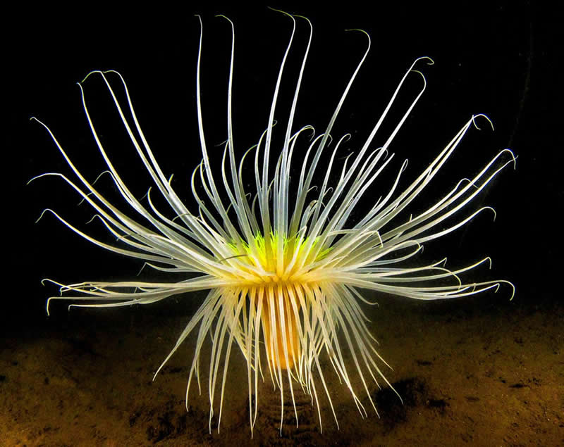 The Scottish firework sea anemone.