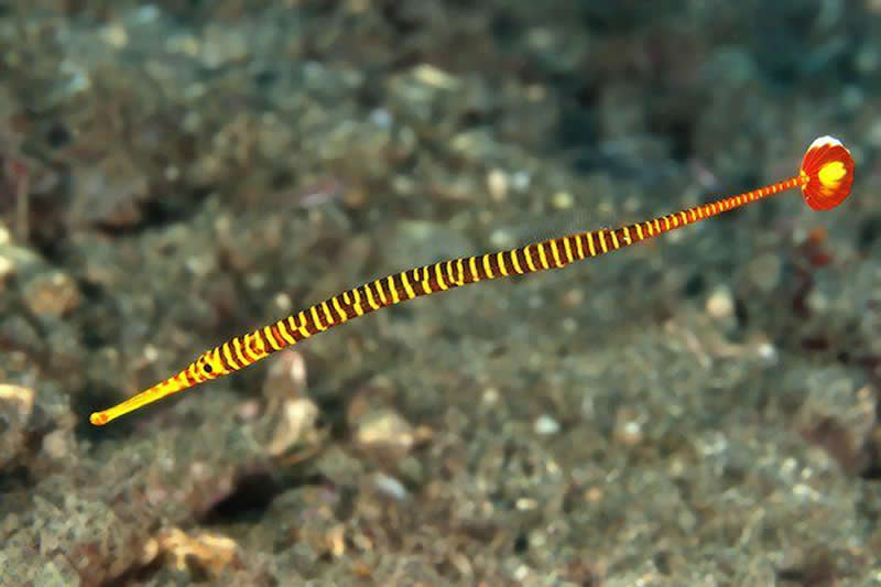 The yellow-banded pipefish