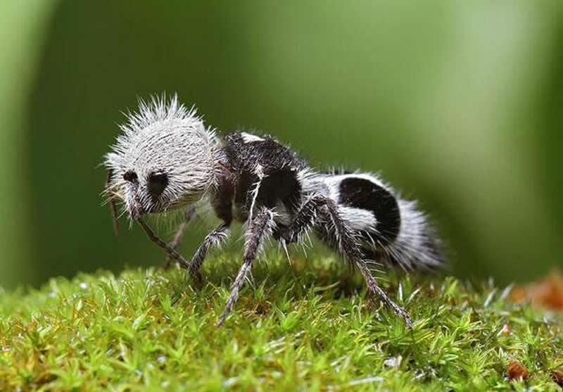 The fluffy panda ant isn't actually an ant, but a wingless wasp. They have an extremely painful sting that can last for 30 minutes.