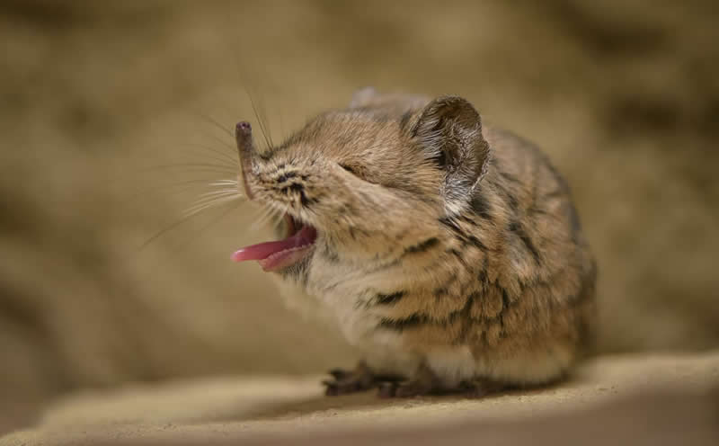 An adorable yawning elephant shrew!