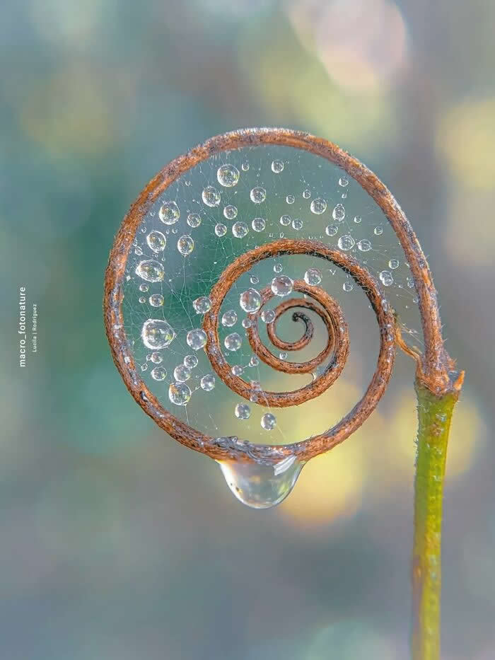 The Art of the Tiny: 28 Macro Photos That Turn Small Moments Into Masterpieces 32 A dreamy macro photograph of a curled fern tendril decorated with sparkling water droplets and delicate spider silk, glowing softly against a blurred pastel background.