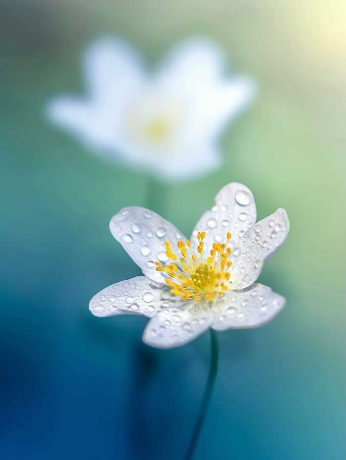 The Art of the Tiny: 28 Macro Photos That Turn Small Moments Into Masterpieces 41 A dreamy macro photograph of a delicate white flower covered in sparkling water droplets, softly glowing against a blurred blue and green pastel background.