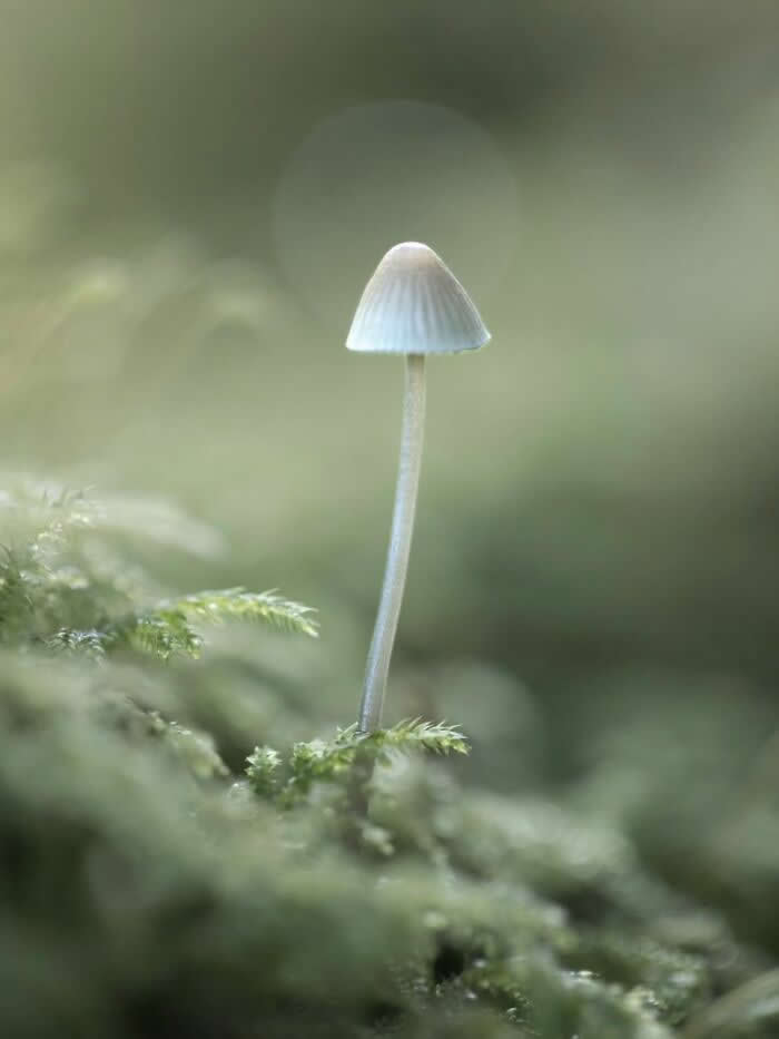 The Art of the Tiny: 28 Macro Photos That Turn Small Moments Into Masterpieces 42 A minimalist macro photograph of a tiny white mushroom rising delicately from soft green moss, surrounded by a dreamy blurred forest background.