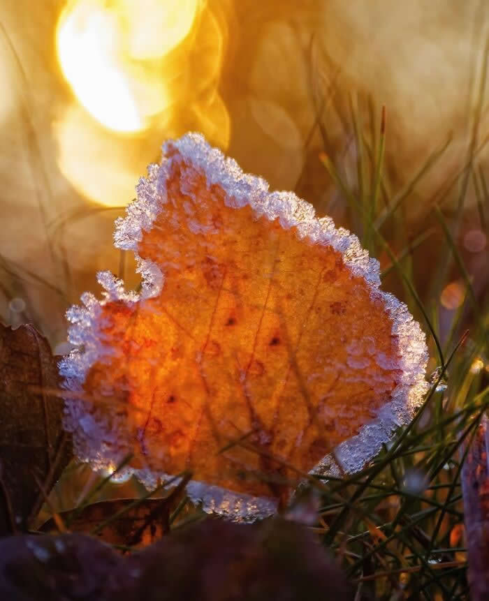 The Art of the Tiny: 28 Macro Photos That Turn Small Moments Into Masterpieces 43 A glowing macro photograph of a frost-covered autumn leaf illuminated by warm golden sunlight, surrounded by grass and soft sparkling bokeh.