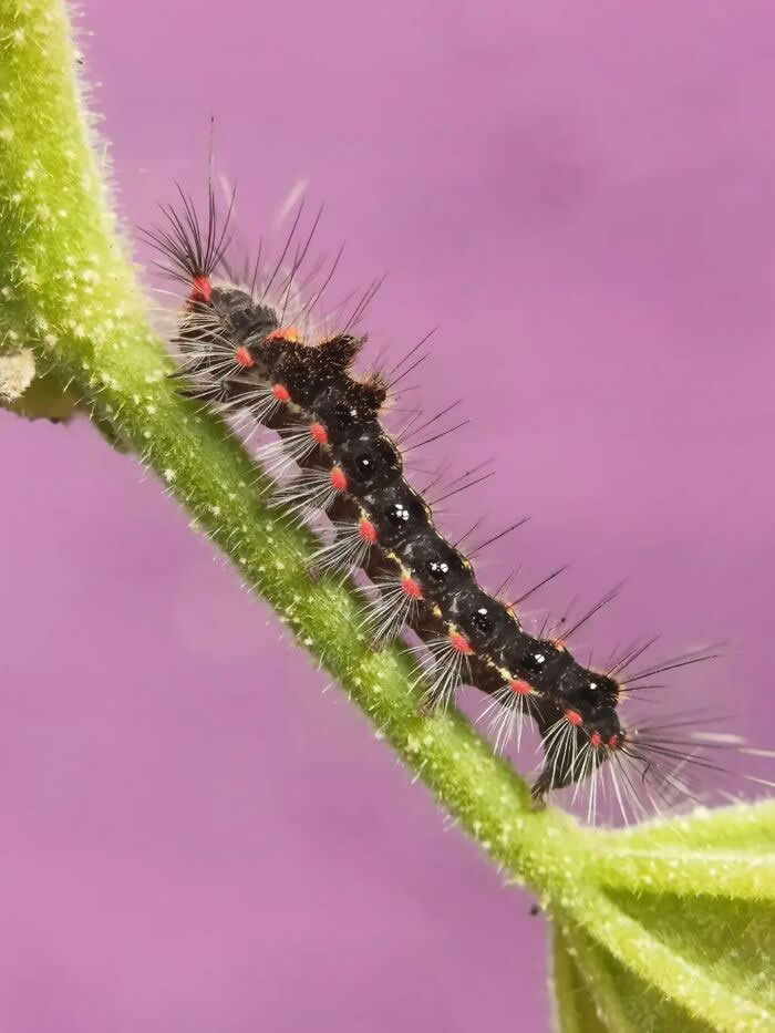 The Art of the Tiny: 28 Macro Photos That Turn Small Moments Into Masterpieces 44 A detailed macro photograph of a fuzzy black caterpillar with red markings and long white hairs crawling along a green stem against a soft pink blurred background.
