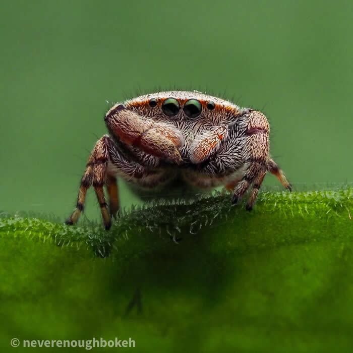 The Art of the Tiny: 28 Macro Photos That Turn Small Moments Into Masterpieces 45 A sharp macro photograph of a small fuzzy jumping spider perched on the edge of a green leaf, staring forward with glossy eyes against a smooth green background.