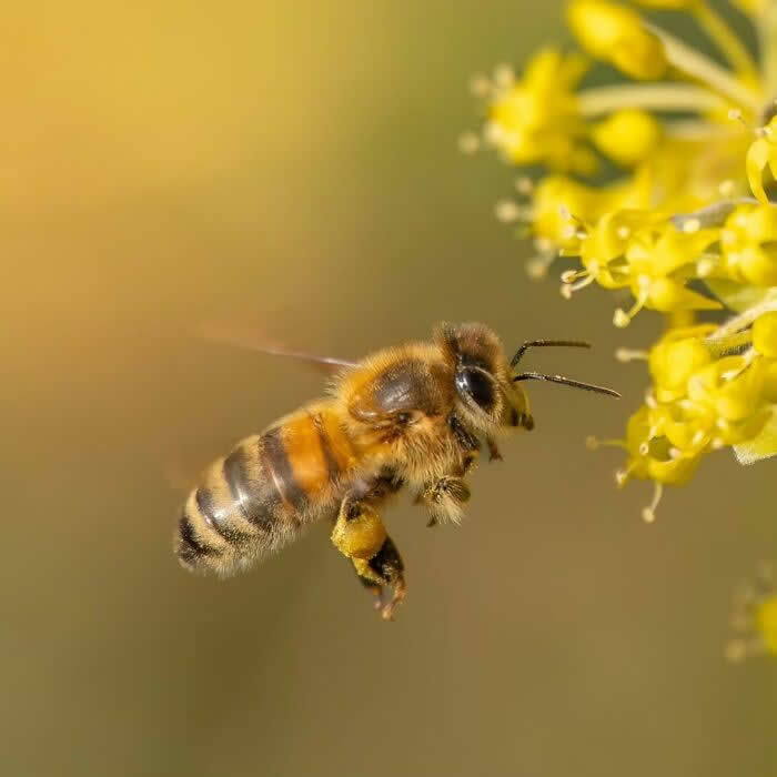 The Art of the Tiny: 28 Macro Photos That Turn Small Moments Into Masterpieces 46 A beautiful macro photograph of a honeybee hovering beside tiny yellow flowers, carrying pollen on its legs against a warm golden blurred background.