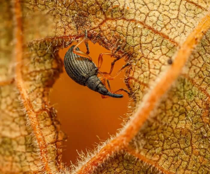 The Art of the Tiny: 28 Macro Photos That Turn Small Moments Into Masterpieces 47 A fascinating macro photograph of a tiny black weevil hanging beneath a dried textured leaf, framed by warm orange tones and intricate natural patterns.