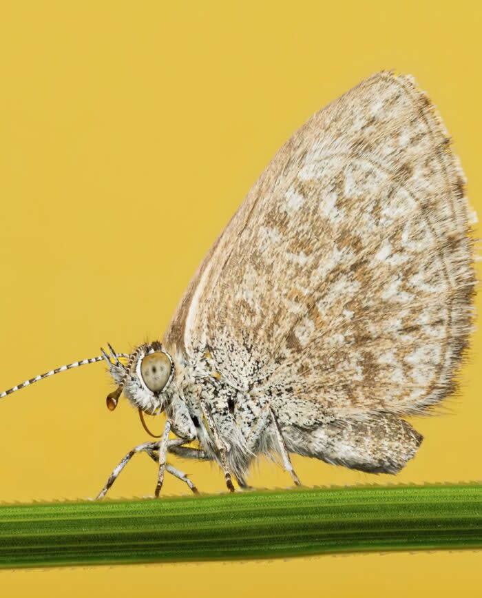 The Art of the Tiny: 28 Macro Photos That Turn Small Moments Into Masterpieces 48 A delicate macro photograph of a pale patterned butterfly resting on a slender green blade of grass against a smooth warm yellow background.