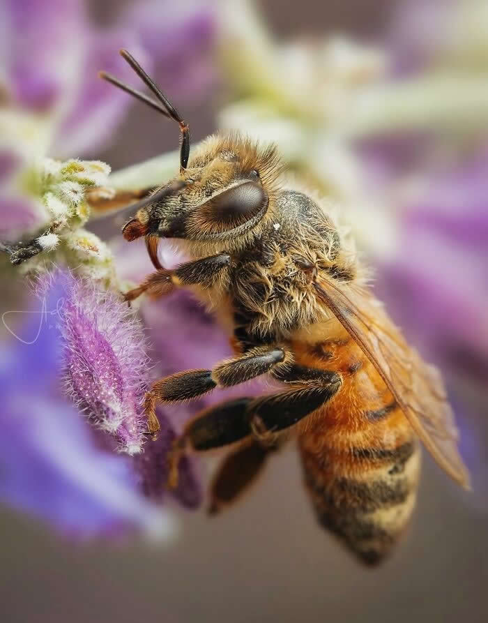 The Art of the Tiny: 28 Macro Photos That Turn Small Moments Into Masterpieces 49 A richly detailed macro photograph of a fuzzy honeybee collecting nectar from soft purple flowers, with delicate textures and a dreamy pastel background.