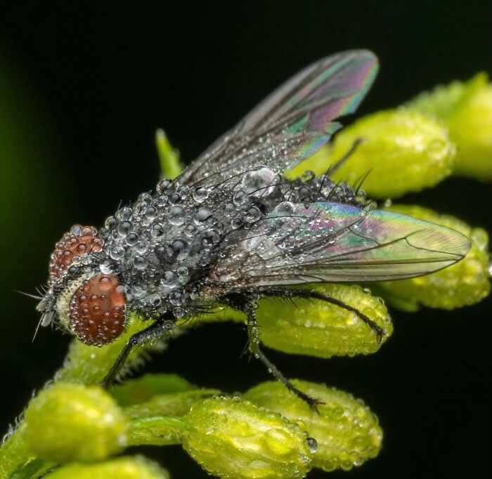 The Art of the Tiny: 28 Macro Photos That Turn Small Moments Into Masterpieces 50 An extraordinary macro photograph of a fly covered in sparkling dew droplets, resting on tiny green buds against a deep black background with iridescent wings glowing softly.