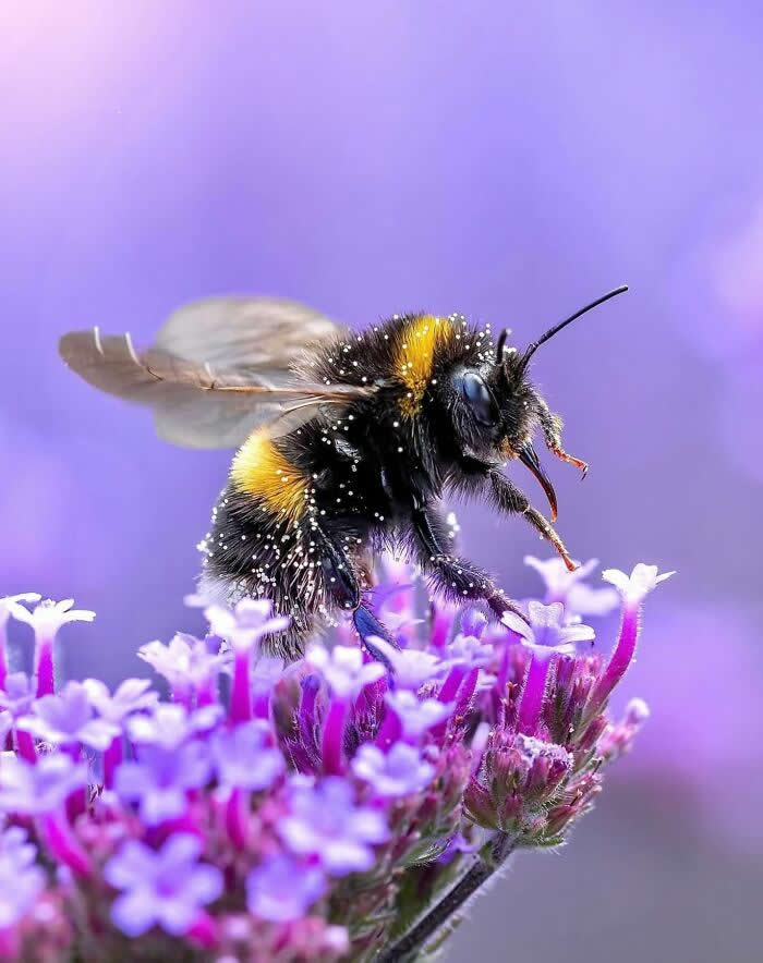 The Art of the Tiny: 28 Macro Photos That Turn Small Moments Into Masterpieces 33 A stunning macro photograph of a fuzzy bumblebee covered in tiny pollen grains, perched on vibrant purple flowers against a soft lavender blurred background.