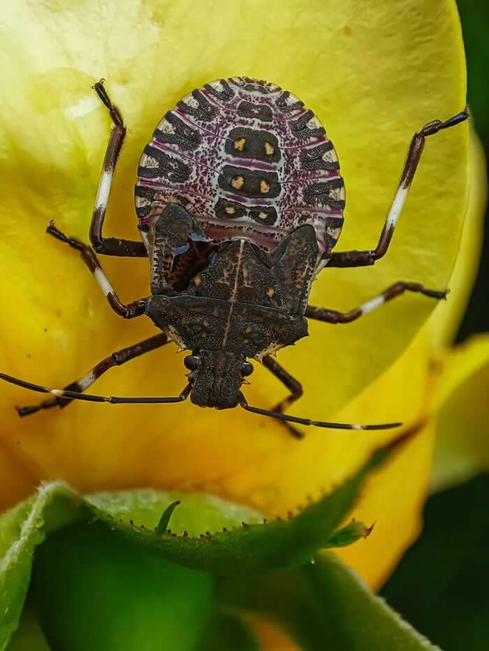 The Art of the Tiny: 28 Macro Photos That Turn Small Moments Into Masterpieces 51 A striking macro photograph of a patterned shield bug resting on a vibrant yellow flower, showcasing intricate markings and delicate textures against a lush green background.