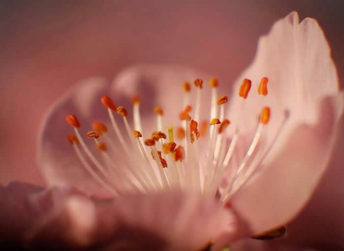 The Art of the Tiny: 28 Macro Photos That Turn Small Moments Into Masterpieces 52 A soft macro photograph of a delicate pale pink flower with glowing orange stamens, captured in dreamy warm light against a blurred rosy background.