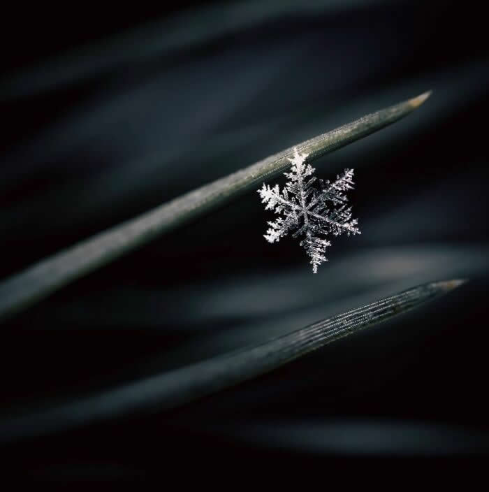The Art of the Tiny: 28 Macro Photos That Turn Small Moments Into Masterpieces 53 A mesmerizing macro photograph of a delicate snowflake resting on a dark pine needle, glowing softly against a deep blurred blue-black background.