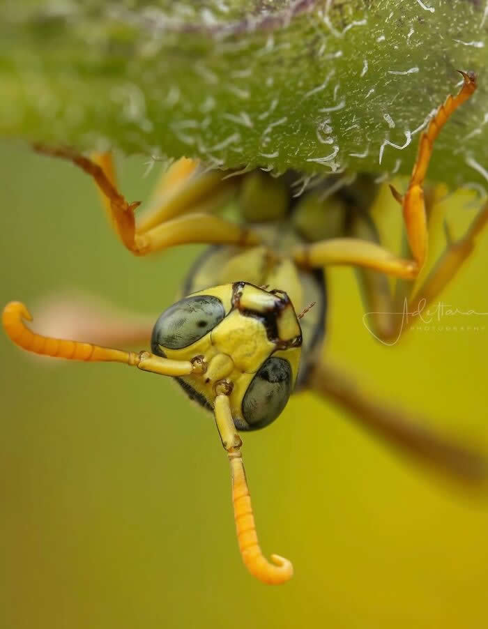 The Art of the Tiny: 28 Macro Photos That Turn Small Moments Into Masterpieces 54 A fascinating macro photograph of a yellow-green insect hanging upside down beneath a fuzzy leaf, with curled antennae and large reflective eyes against a soft green background.