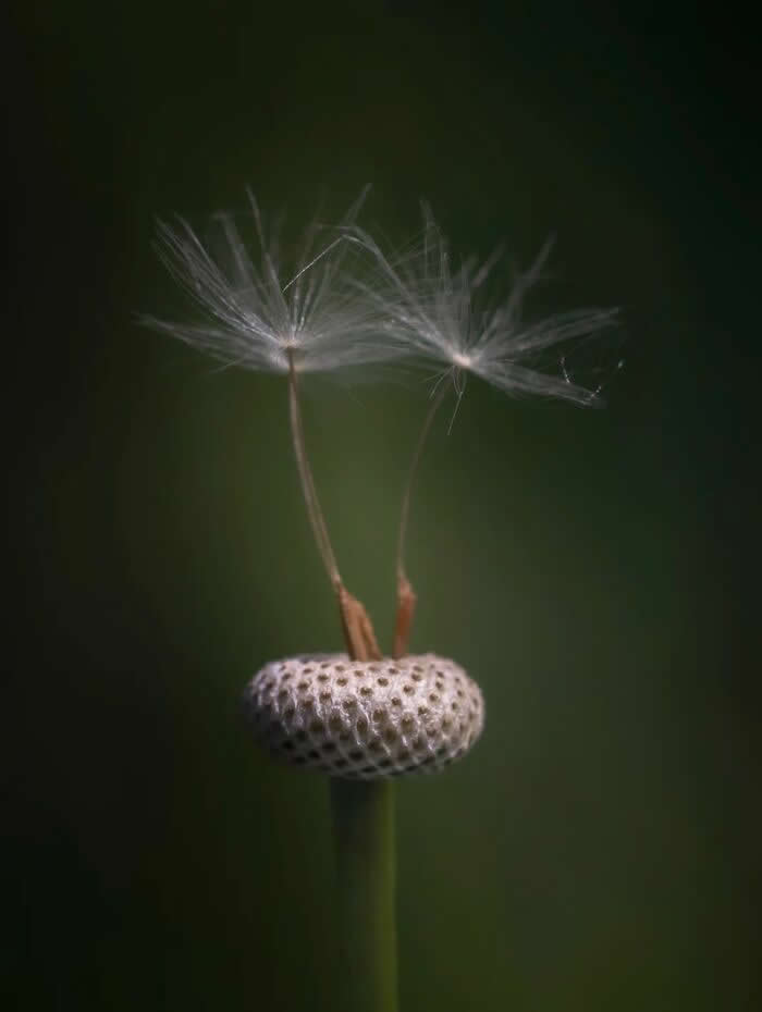 The Art of the Tiny: 28 Macro Photos That Turn Small Moments Into Masterpieces 55 A poetic macro photograph of two delicate dandelion seeds standing upright on a tiny textured seed head, softly illuminated against a dark green blurred background.
